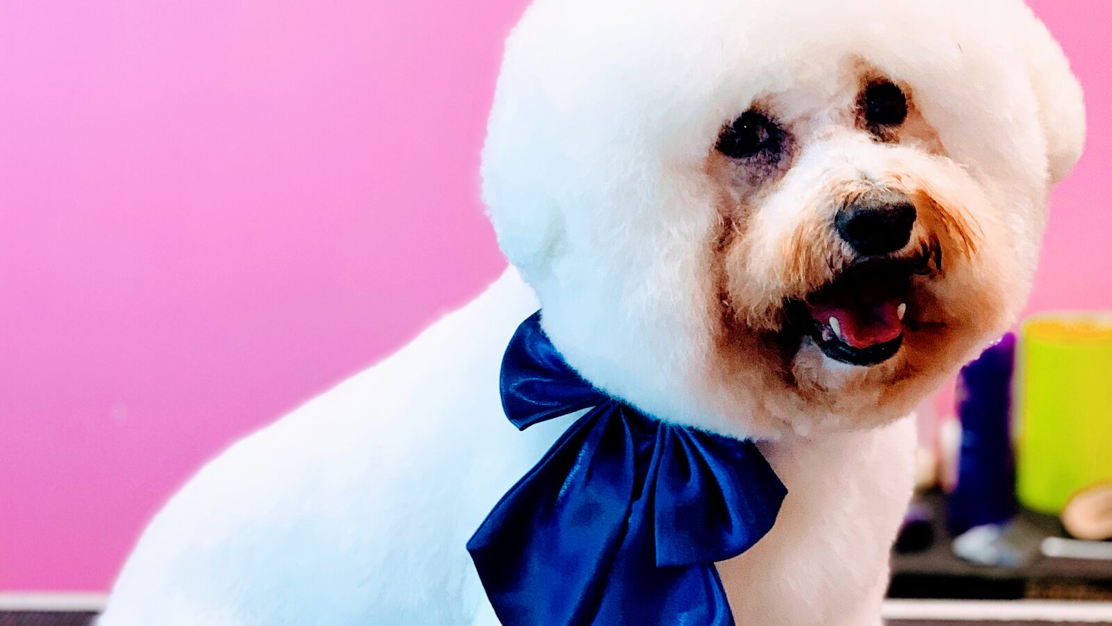 White Bichon Frise with blue bow, pink wall backdrop